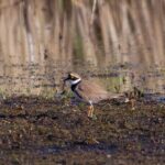 New Zealand scientists baffled as rare bird colony vanishes New Zealand scientists baffled as rare bird colony vanishes