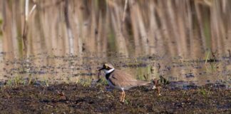 New Zealand scientists baffled as rare bird colony vanishes New Zealand scientists baffled as rare bird colony vanishes