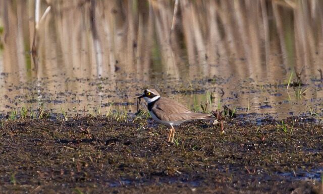 New Zealand scientists baffled as rare bird colony vanishes New Zealand scientists baffled as rare bird colony vanishes