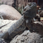 Tuatara: an insight into New Zealand’s living fossil Tuatara