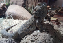 Tuatara: an insight into New Zealand’s living fossil Tuatara