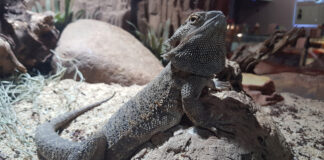Tuatara: an insight into New Zealand’s living fossil Tuatara